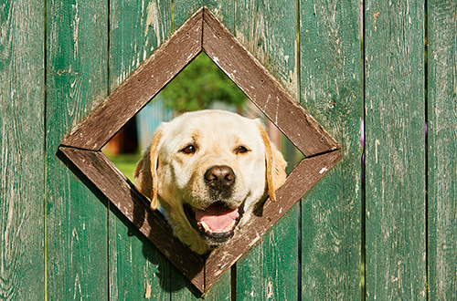 dog looking through a fence